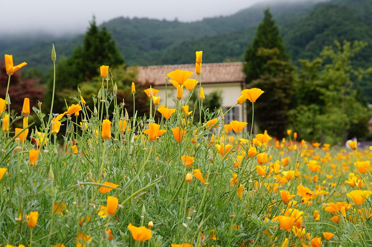 国外微信号：雅苒安徽哪个平台代理